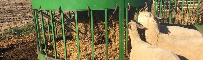 Why a Round Bale Is the Best for Feeding Goats