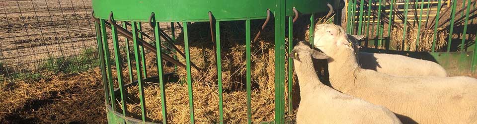 Why a Round Bale Is the Best for Feeding Goats