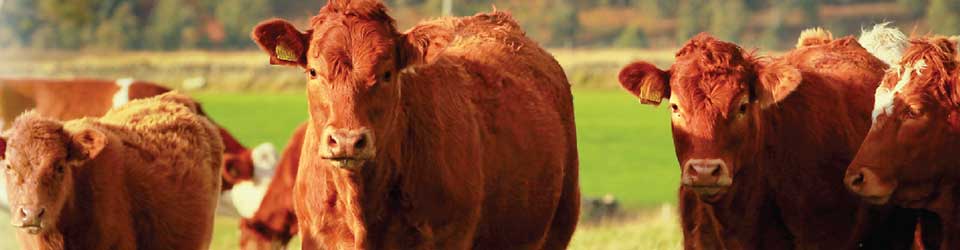 Grass Fed Cattle Operations Continue to Gain in Popularity