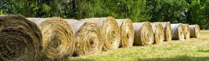 How to Identify Quality Hay for Horses