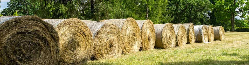 How to Identify Quality Hay for Horses