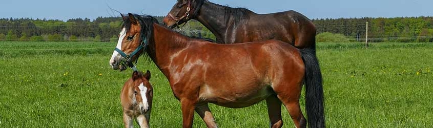 Selecting the Right Bale Feeders for Horse and Cattle