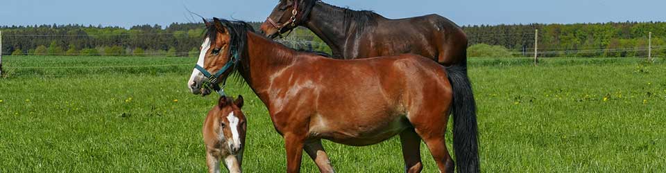 Selecting the Right Bale Feeders for Horse and Cattle