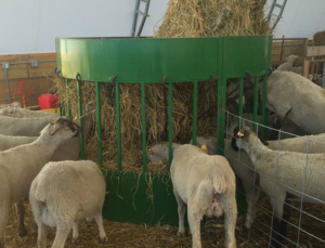 The-hay-Mnagaer-Sheep-Feeder