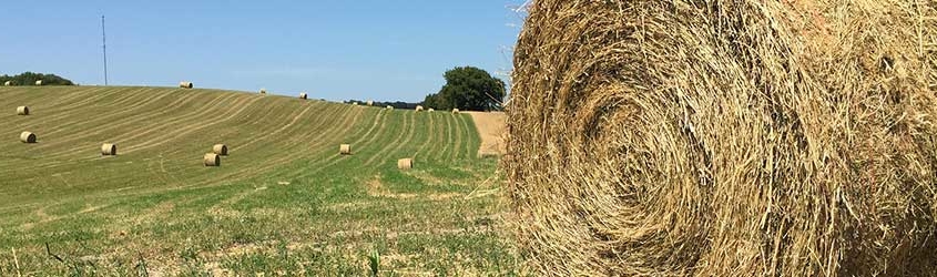 Fermentation and Preservation of Feed