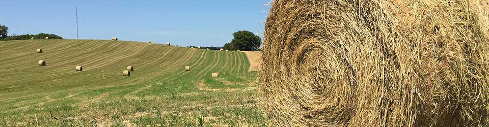 Fermentation and Preservation of Feed