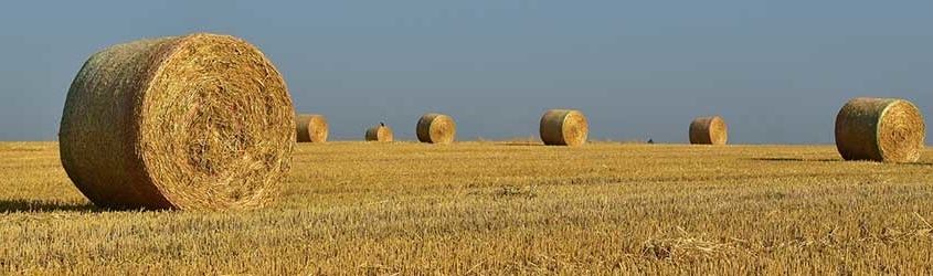 High-Quality Hay Comes Down to a Few Factors