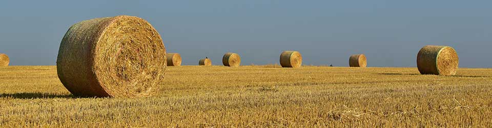 High-Quality Hay Comes Down to a Few Factors