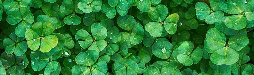 Clovers Key to Nitrogen-Rich Pastures