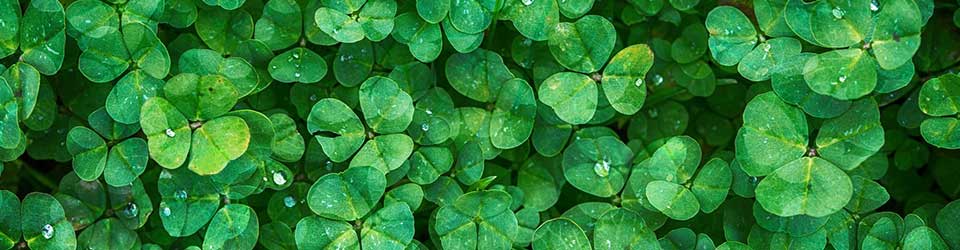 Clovers Key to Nitrogen-Rich Pastures