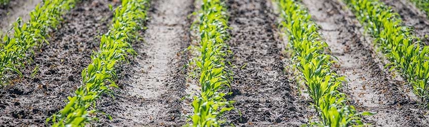 How to Ensure High-Quality Corn Silage