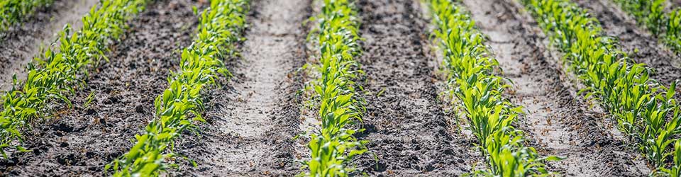 How to Ensure High-Quality Corn Silage