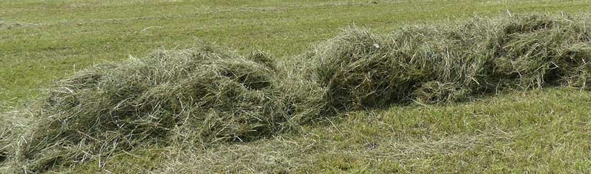 Forage Crops Unfairly Losing Ground in the Ag Industry