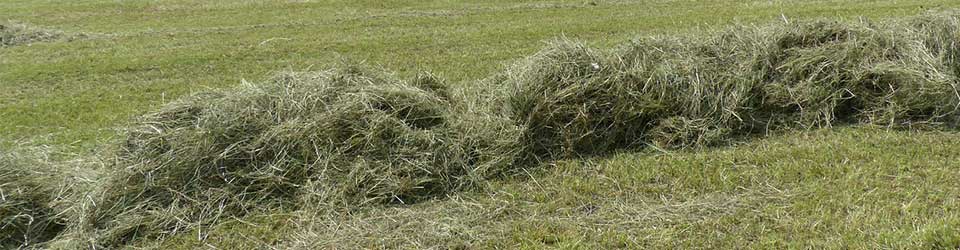 Forage Crops Unfairly Losing Ground in the Ag Industry