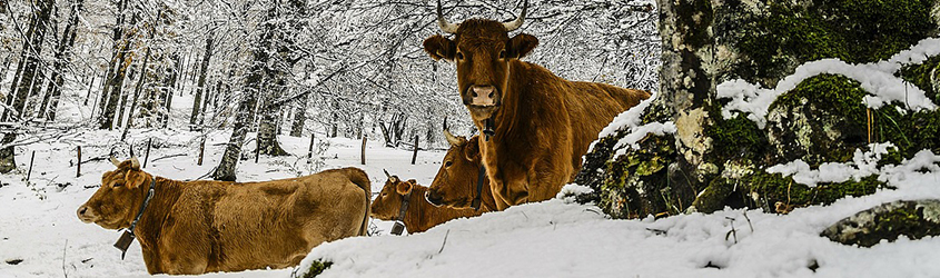 cold cows