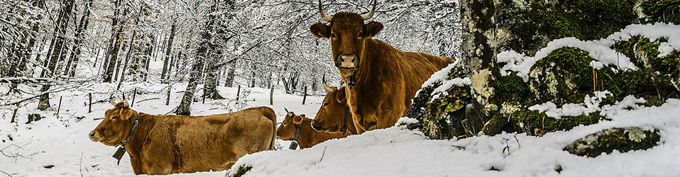 cold cows