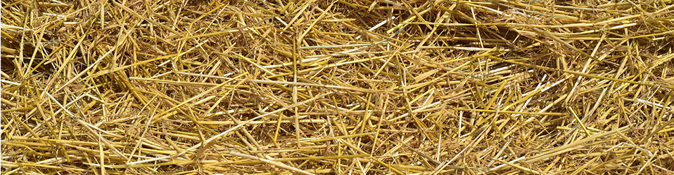 the DIFFERENCES between straw and hay 