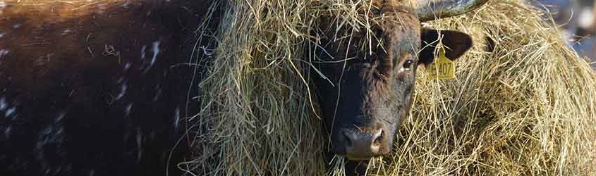 How Much Hay are Your Cows Wasting