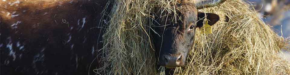 How Much Hay are Your Cows Wasting