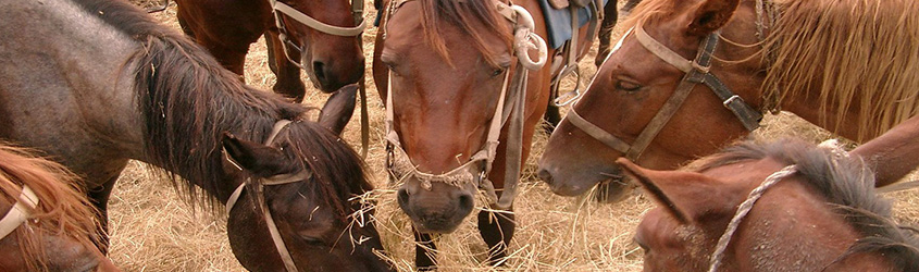 Six Factors that Determine Whether Your Horses are Being Fed High-Quality Hay