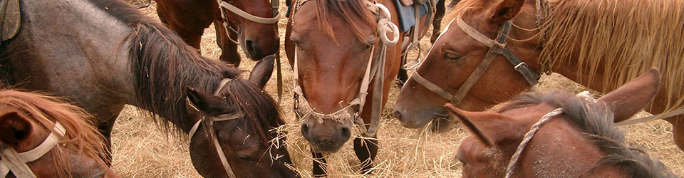 Six Factors that Determine Whether Your Horses are Being Fed High-Quality Hay