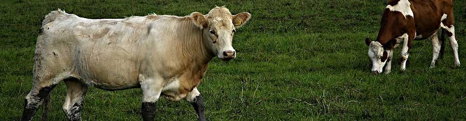 How You Feed Your Cattle in the Winter May Improve Overall Soil Fertility