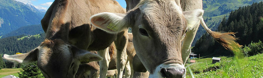 Four Ways to Prevent Heat Stress in Cattle