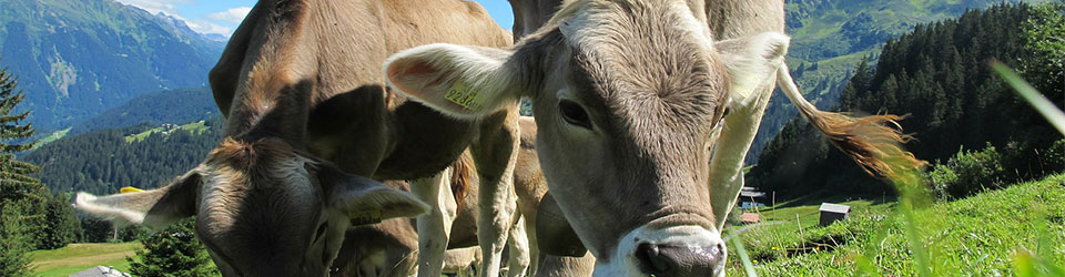 Four Ways to Prevent Heat Stress in Cattle