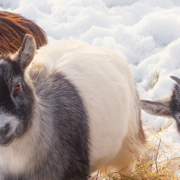 goats in winter