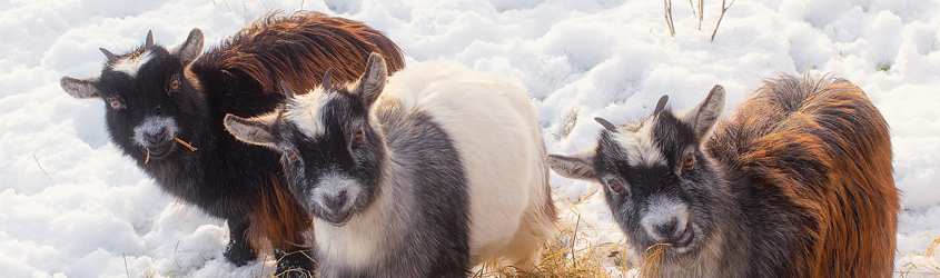 goats in winter