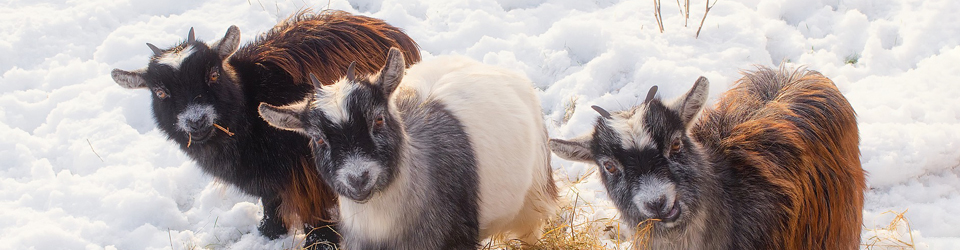 goats in winter