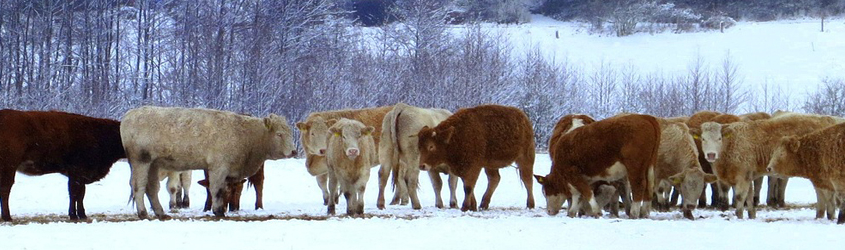 cows in winter