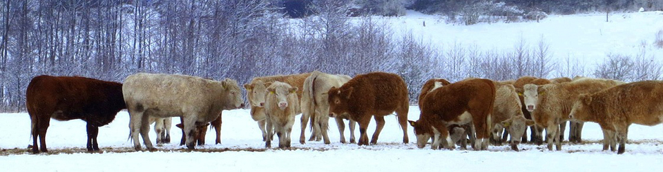 cows in winter