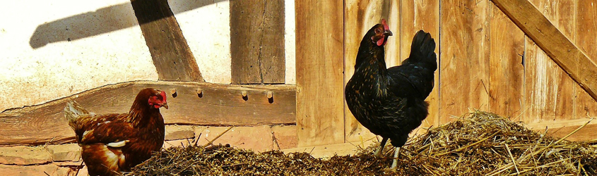 chickens in hay