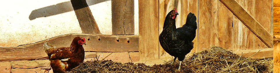 chickens in hay