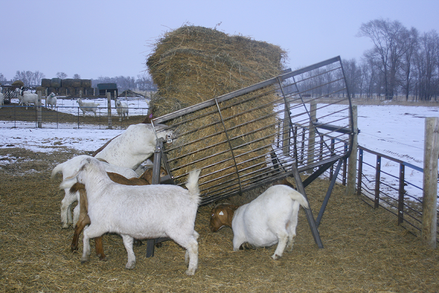 goat feeder