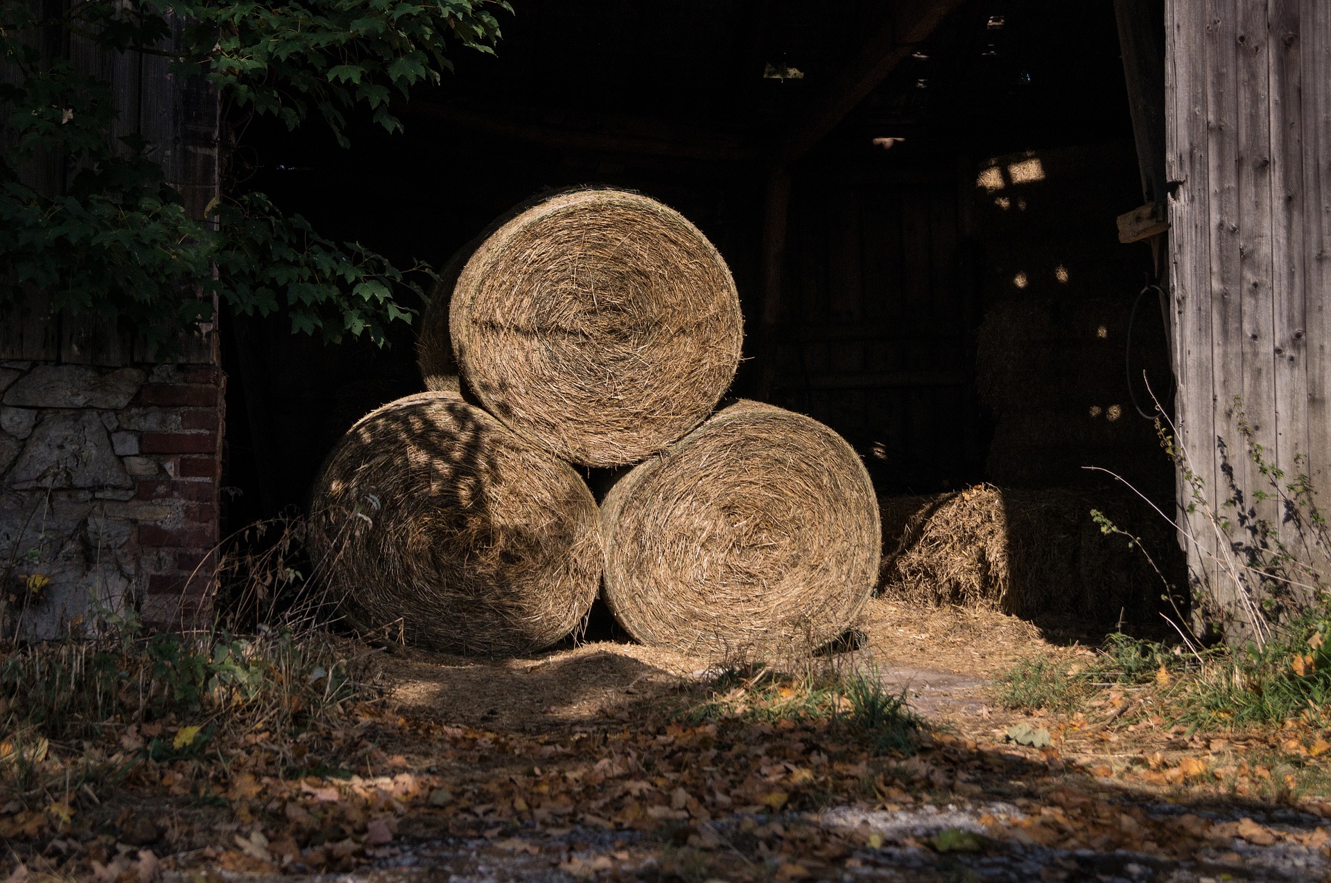 livestock feed