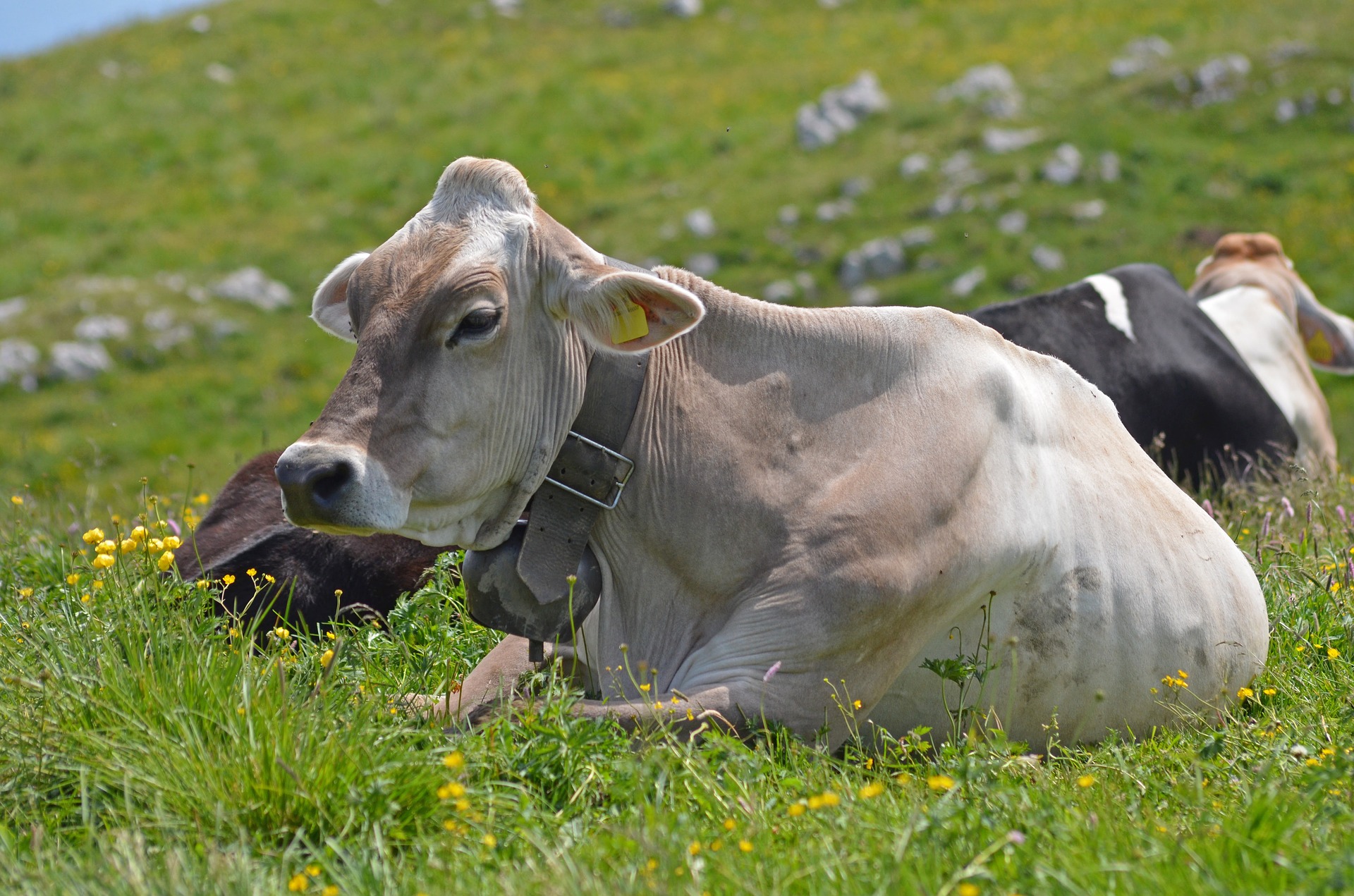 Five Factors of Hay Quality