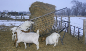 Goat Feeder by the Hay Manager