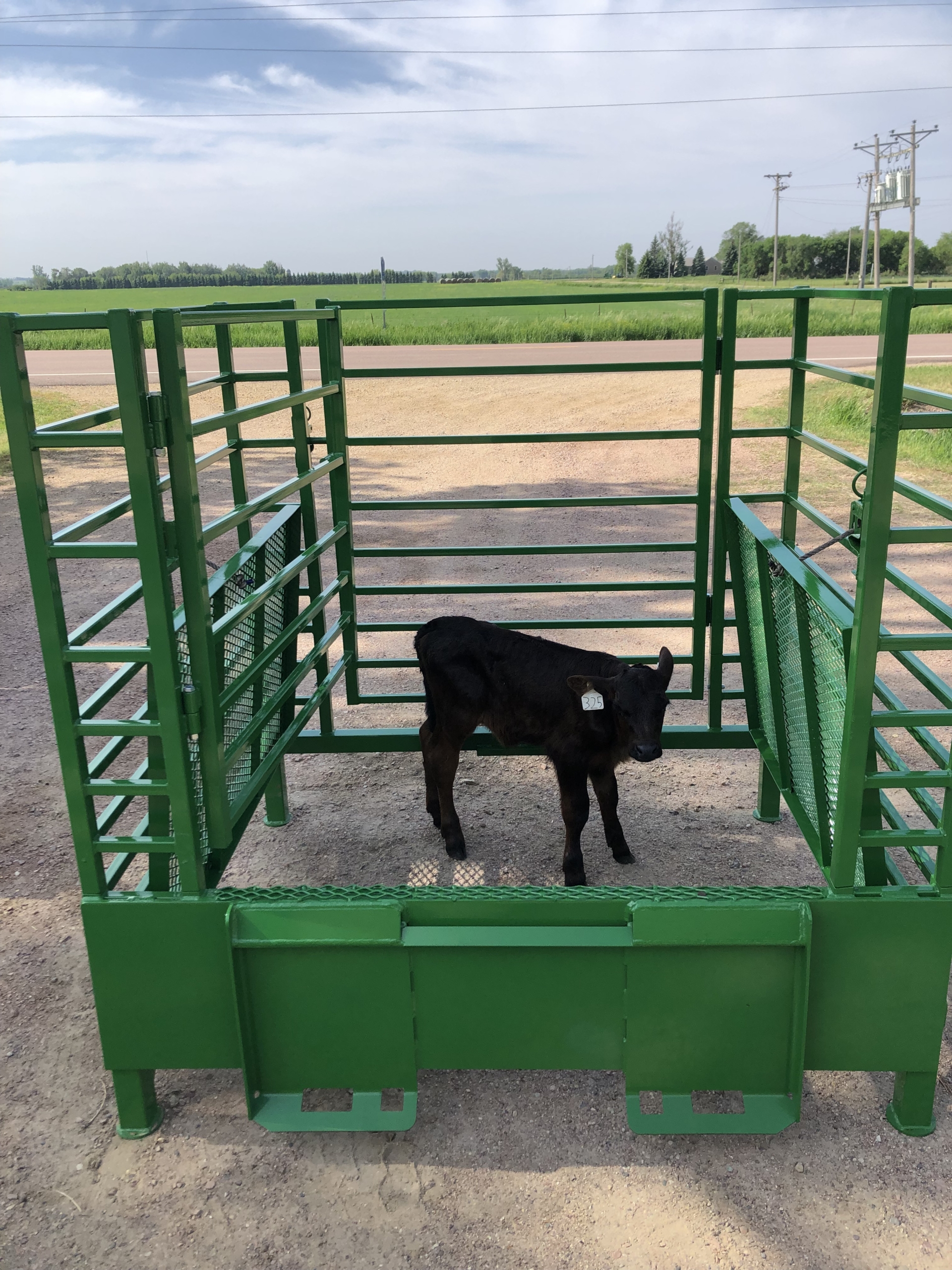 Calf standing in Calf Catcher by Hay Manager